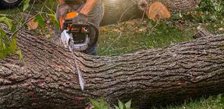 How Our Tree Care Process Works  in  Fairchild Af, WA